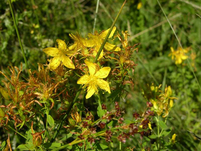 (22501)Hypericum perforatum,fleurs